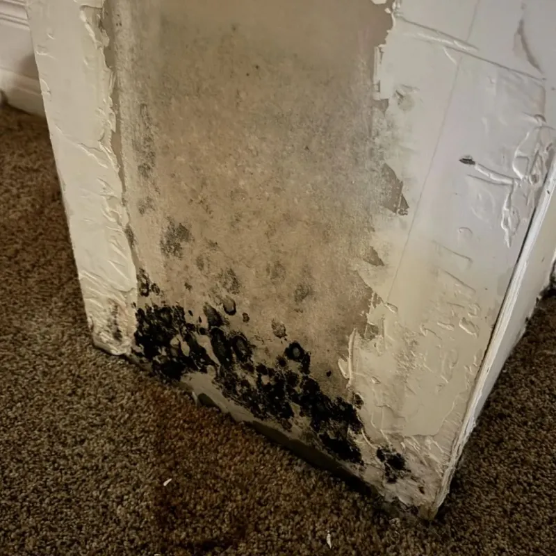 Professional Mold Removal in Herriman, UT